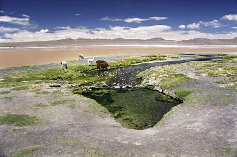 Laguna Colorada#3 La laguna Colorada est un lac salé situé dans la réserve nationale de faune andine Eduardo Avaroa sur l'altiplano bolivien.